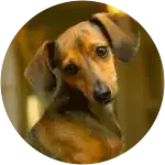 In this image, a miniature dachshund named Hilda looks sad, seemingly staring at something, possibly in pain after a dental dilemma.