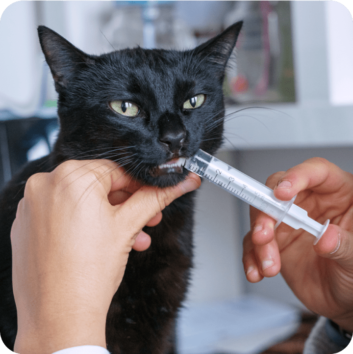 Cat receiving nutritional supplements from veterinarian because he got wellness rewards for his routine care