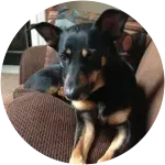 The dog in this image named Hope who is relaxingly lounging on a brown couch was diagnosed with cancer.