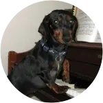 In this image, Maggie the Daschund playing with a piano fights on through her journey with cancer.