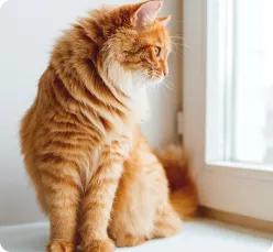 Fluffy ginger or orange cat gazing out a window, probably wondering if it's owner put enough safety measures like pet insurance to ensure its safety and well-being through every season. Or, it might just be judging the neighbor's dog upfront. 
