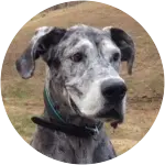 A grey-colored fur great dane with a brown and grey collar in a plain grass background has been diagnosed with multiple issues, including hemangiosarcoma.