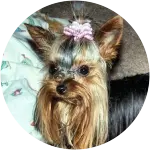 A brown and black Yorkshire Terrier wearing a pink scrunchie on top of its head affected from Granulomatous Meningoencephalitis.