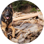 A german shepherd named Benz seems to be strolling along a place full of wooden logs, this pup-in-training was diagnosed with bad growing pains. 