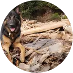 A german shepherd named Benz seems to be strolling along a place full of wooden logs, this pup-in-training was diagnosed with bad growing pains. 