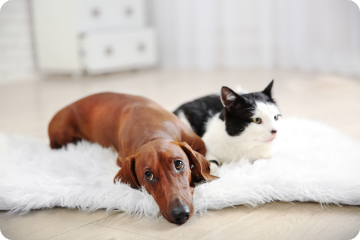 Your dachshund and black-and-white cat are cuddled up together on a plush white rug, both looking a bit under the weather - it's that familiar worried look we pet parents see when our furry family members aren't feeling their best, like when dealing with conditions such as Addison's disease.