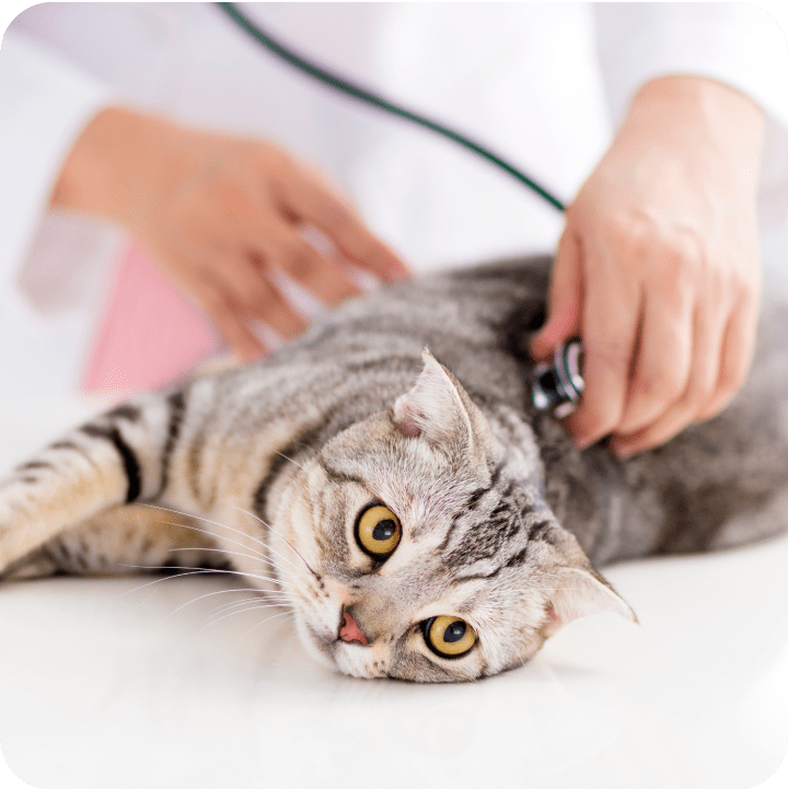 A gray tabby cat is being checked up by a veterinarian.