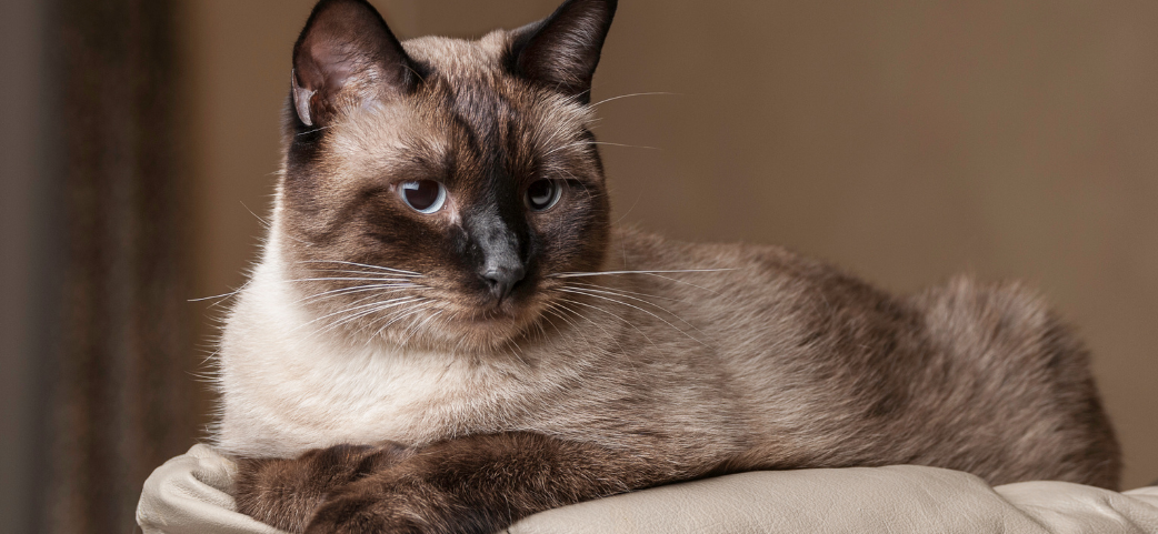 A beautiful Siamese cat with classic color-point markings rests gracefully on a soft cream cushion, its striking blue eyes gazing calmly at the camera. Known for their vocal personalities and strong bonds with their owners, Siamese cats can be prone to certain breed-specific health conditions, making cat insurance a smart choice for keeping these elegant companions protected.