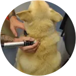 Lyger, a yellow or golden colored fur pup is undergoing acupuncture and chiropractic care to manage his aches and pains as he is aging. 