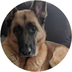 A german shepherd dog in this image named arya is looking all so worried while lounging haa a surgry that lead to infection.