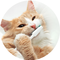 A ginger-white cat playfully holding a toothbrush, representing preventive dental care and routine wellness services covered under optional wellness rewards programs.