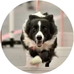 A black and white Border Collie suffering from Hindlimb Weakness, probably because of his love from running.