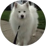 A pretty samoyed dog named Walter ran into a mushroom intoxication when he was snacking on mushrooms in the yard. 