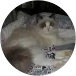 Little lady izza bell, a beautiful ragdoll lounging in her bed knowing she is well taken care of with a spay and routine care. 