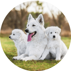 Three white dogs sitting together on grass - an adult Swiss Shepherd in the center flanked by two puppies - illustrating familial traits and hereditary characteristics relevant to genetic health conditions in purebred dogs.