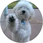 This cutest white-colored fur puppy named Jackson accidentally chewed off top of a Tylenol bottle.