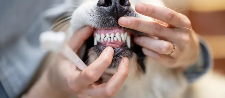 Close-up of a dog's teeth being brushed, underscoring the need for pet insurance to cover dental care. It can be seen in this image how white and healthy-looking a dog could get with consistent professional dental care. 