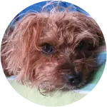 This brown colored yorkipoo who seems to be laying down on top of a blanket was poorly attacked by a neighbor's dog who broke through a fence. 