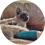 Here's a cat with broken leg lounging comfortably at a couch after being well taken care of at the vet, and with the aid of embrace pet insurance. 