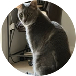 Zoey, a gray and white domestic shorthair, sits curiously on a desk—a reminder that her adventurous spirit is safely backed by Embrace Pet Insurance.