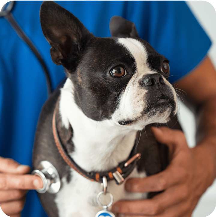 A dog being checked by the veterinarian