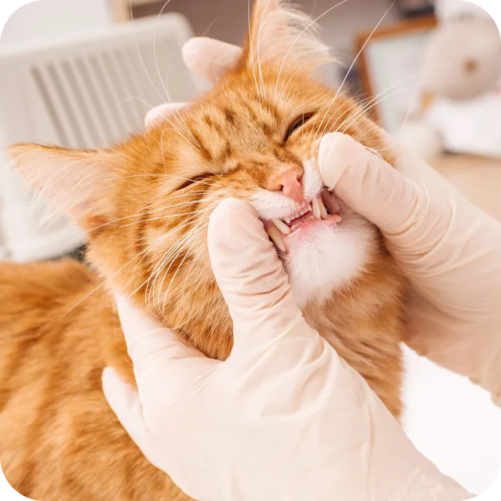 This ginger cat's teeth needed some check-ups and dental care from its local veterinarian, showing the importance of pet insurance for covering dental care like tooth extractions.