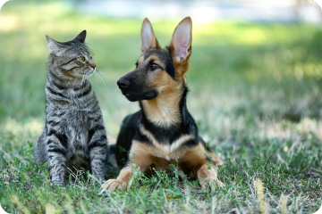 A young German Shepherd puppy and a tabby cat sit side by side in green grass, both looking alert and attentive, demonstrating the kind of harmonious multi-pet household that could benefit from pet insurance that covers behavioral training to maintain positive interactions.