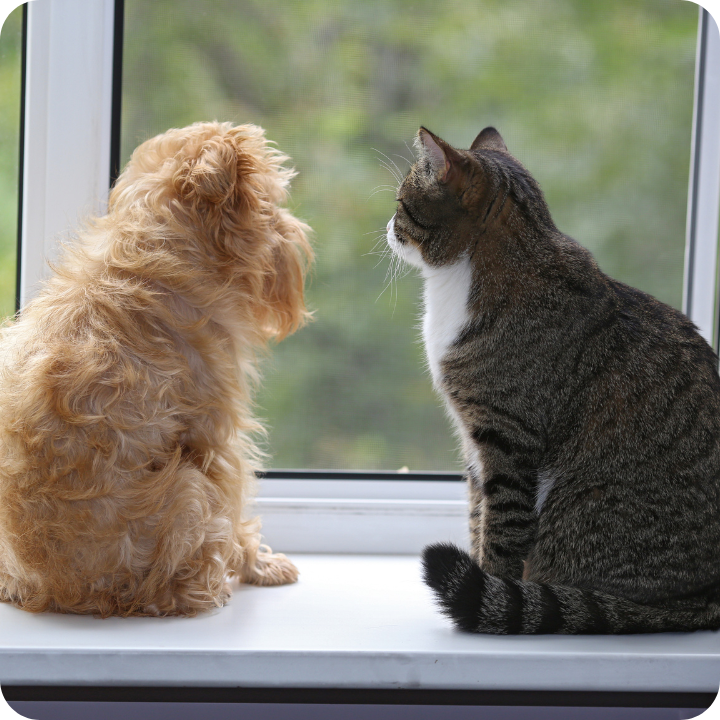 A fluffy golden-colored small dog and a tabby cat with white markings sit peacefully side by side on a white windowsill, both gazing out through a large window at the greenery beyond, with a small potted plant visible on the left side of the frame. This serene moment between two beloved pets highlights why many pet owners consider insurance coverage.