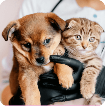 Adorable puppy and kitten posing side-by-side at veterinary clinic, highlighting the importance of comprehensive pet insurance. Protect both dogs and cats with coverage for routine check-ups and unexpected health issues.