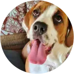 Sadie, the dog in this image who's a Basset Hound Mix colored brown and white got diagnosed with Addison's disease.