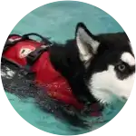 The Siberian Husky in this image named Mila is seen wearing a what seems like a waterproof jacket while swimming in the pool. She got into a car accicdent after jumping in her parents' car window. 