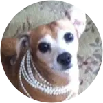 This beautiful Dachshund/Chihuahua mix dog wearing a necklace or string on its neck has been diagnosed with Diabetes and Cushing's Disease.