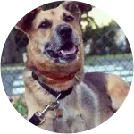 This smiling brown dog named Boddah with a red and black collar on his neck unfortunately had a cancerous bone in his leg that ate away his healthy bone requiring an amputation. 