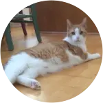 A white and orange cat with a back injury and pancreatitis is lying down on a floor that matches his coloring.