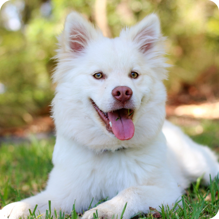  Your fluffy white pup flashes a bright, healthy smile while lounging in the grass - exactly the kind of happy, well-maintained pet we all strive for with regular check-ups and preventive care coverage.
