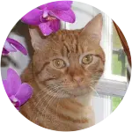 An orange cat with a few flowers on the background has vaccine induced fibrosarcoma