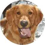 A golden retriever happily smiling at the camera who suffered from Gastroenteritis and Gastric Bleeding.