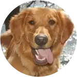 A golden retriever happily smiling at the camera who suffered from Gastroenteritis and Gastric Bleeding.