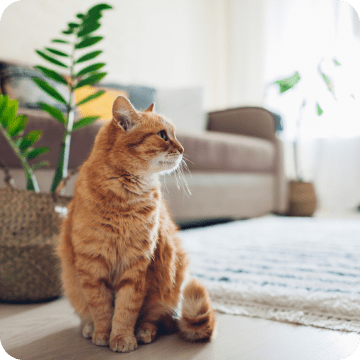 An orange tabby cat sits alertly on a woven rug in a bright, modern living room, gazing off to the side with focused attention.