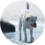 This light-colored fur lalbrador retriever holding an apple or a toy in his mouth on the beach had a few masses of cell tumor that was tested and removed. 