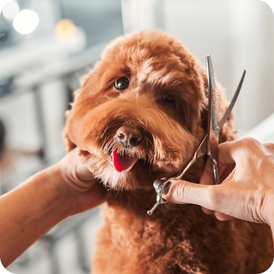 A dog is being groomed, illustrating the benefits of Embrace's Wellness Rewards for pet insurance, which helps cover routine care costs like grooming, vet check-ups, and training with no copay or deductible, offering flexible yearly allowance options.