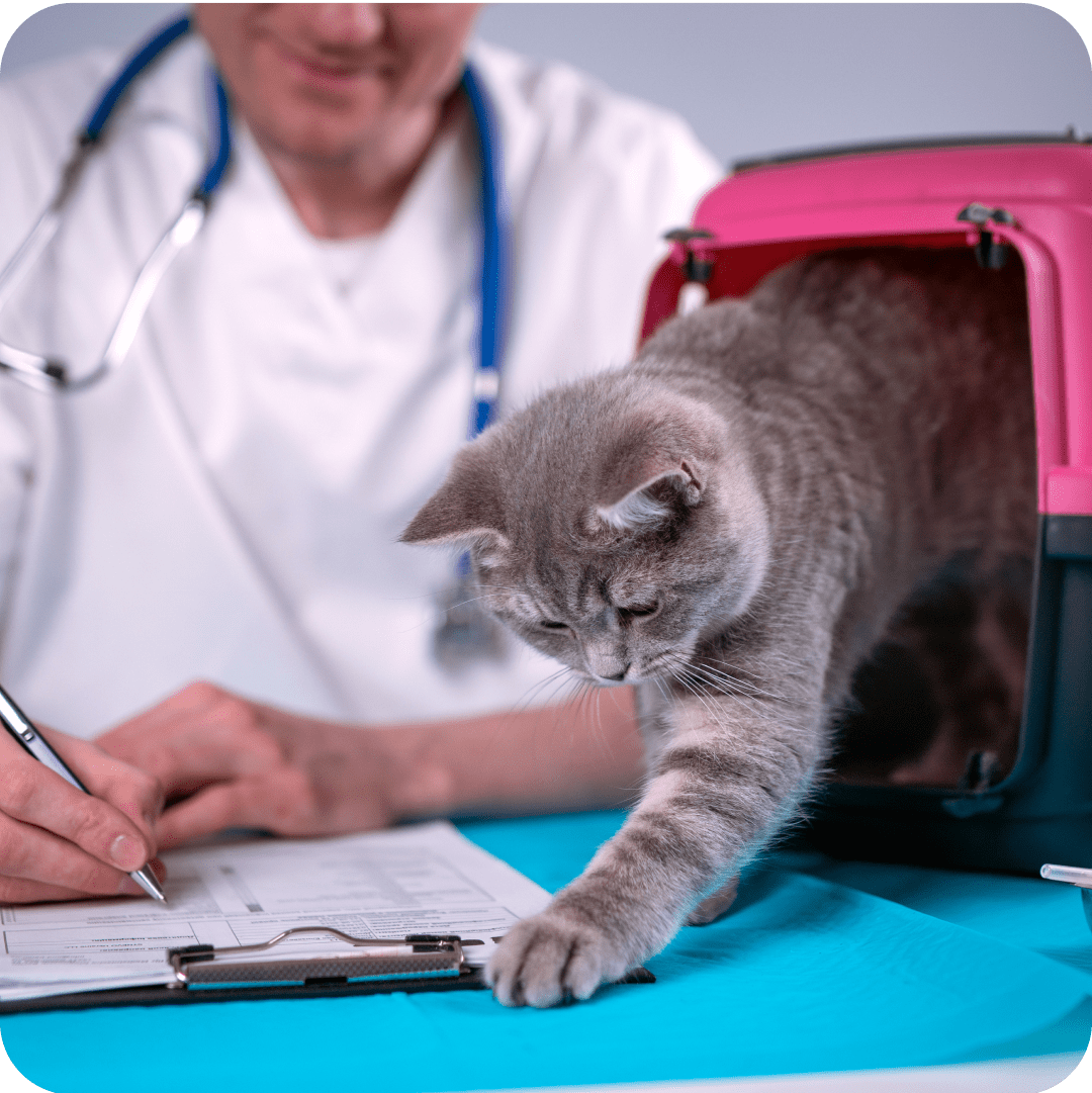 A gray cat cautiously stepping out of its carrier, curiously batting at a stack of papers being filled out by a veterinarian for its pet insurance claim reimbursement. 