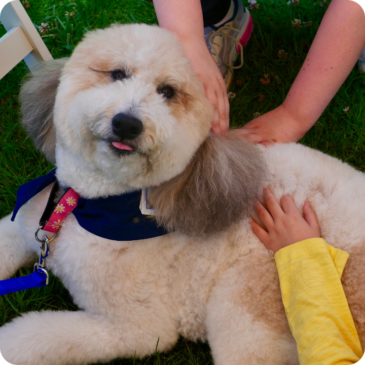 A fluffy white and cream Goldendoodle wearing a blue service vest sits in grass, being petted by a person wearing a yellow sleeve, exemplifying an assistance dog that would benefit from specialized pet insurance coverage.