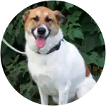 A mixed-breed dog, posing against a leafy background with a wide smile, wearing a black collar and leash, was taken to the vet hospital after developing a habit of snacking on clothing.