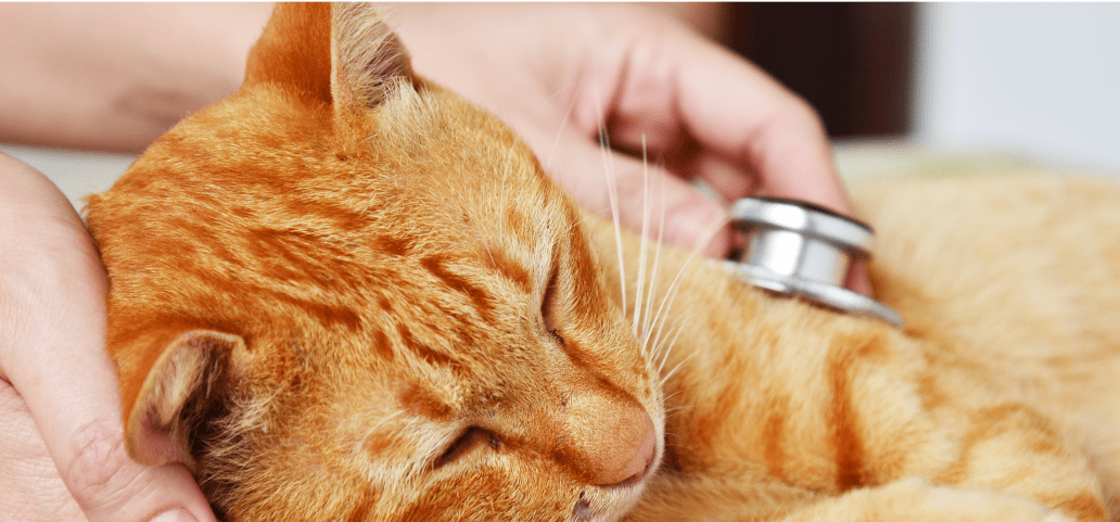 This poor ginger cat seems so weak from its condition that it willingly allowed the veterinarian to check its heartbeat.