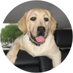 This cheerful looking golden colored lab at the back seat of his parents car, ended up at the vet after his insatiable appetite led him eating a lot of other foreign body ingestion every now and then. 