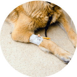 Close-up of a bandaged leg of a ginger dog lying on carpet, demonstrating veterinary treatment commonly covered by pet insurance for cancer care.