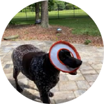 Cooper, the energetic German Shorthair Pointer