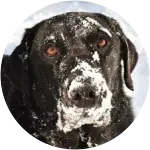 A black labrador retriever covered in snow had a fractured tooth requiring an expensive extraction, luckily he got Embrace pet insurance. 