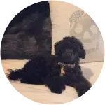 This small black-colored fur toy poodle lounging on his couch got knee problems in the form of luxating patella, good thing his pet parents got him a reliable pet insurance.